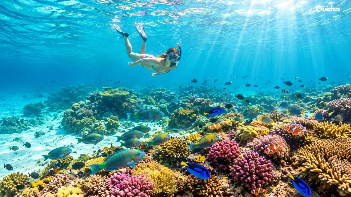 Snorkelling and Diving